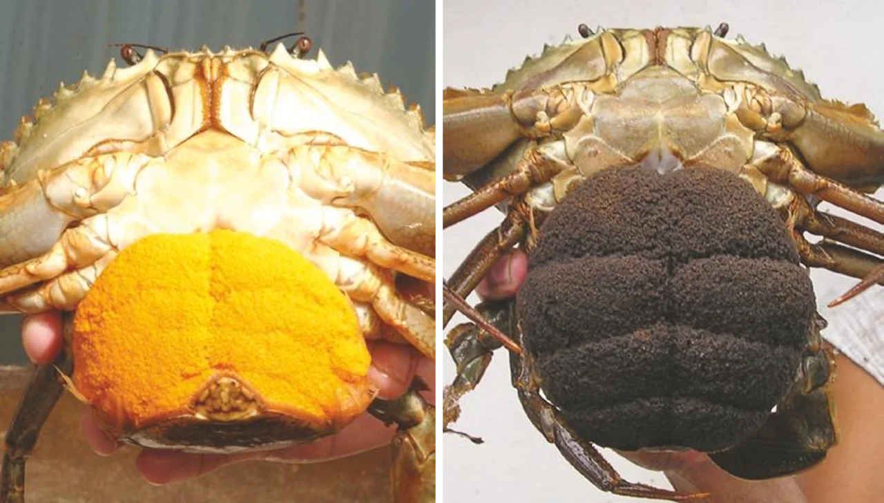 cua mẹ ôm trứng