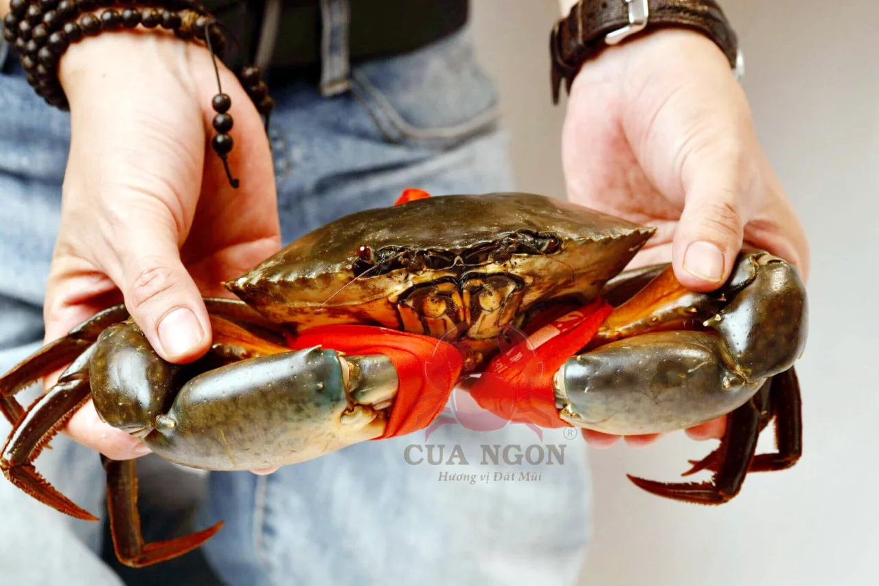 Cua Cà Mau ngoại hạng Y7 size khủng tại hệ thống Cua Ngon
