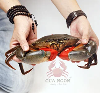 B&iacute; Quyệt Lựa Chọn Cua Ngon Đặc Sản - Triệu Con Như Một