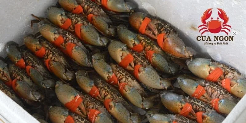 Ca Mau Crab Export: Journey to Conquer Global Markets with Premium Standards