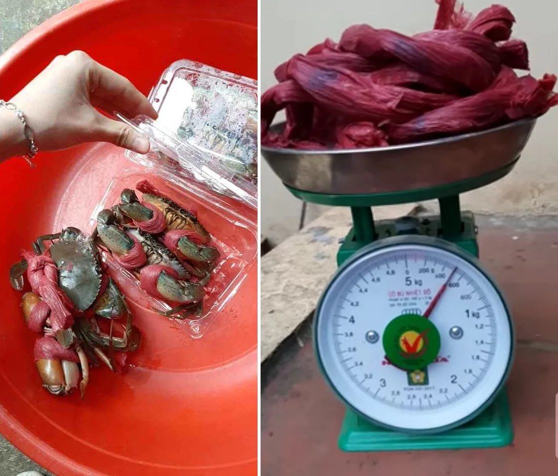 Cảnh báo chiêu trò buộc dây to bản tăng trọng lượng cua Cà Mau