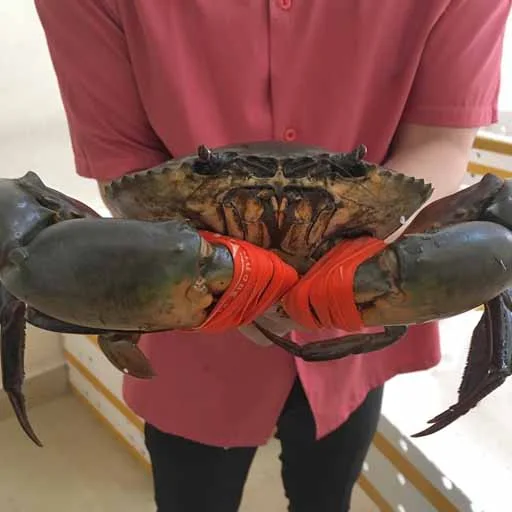 Cua Cà Mau khủng trọng lượng trên 1kg tươi sống