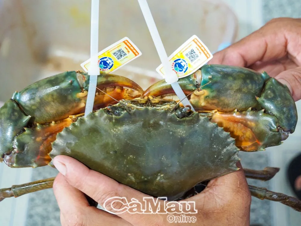 Sự thật về cua Năm Căn v&agrave; c&acirc;u chuyện thương hiệu cua Năm Căn chỉ h&igrave;nh thức hay bản chất