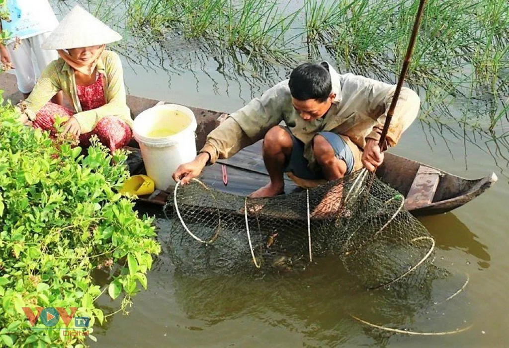 Cua Cà Mau tươi sống chính gốc Năm Căn chất lượng triệu con như một