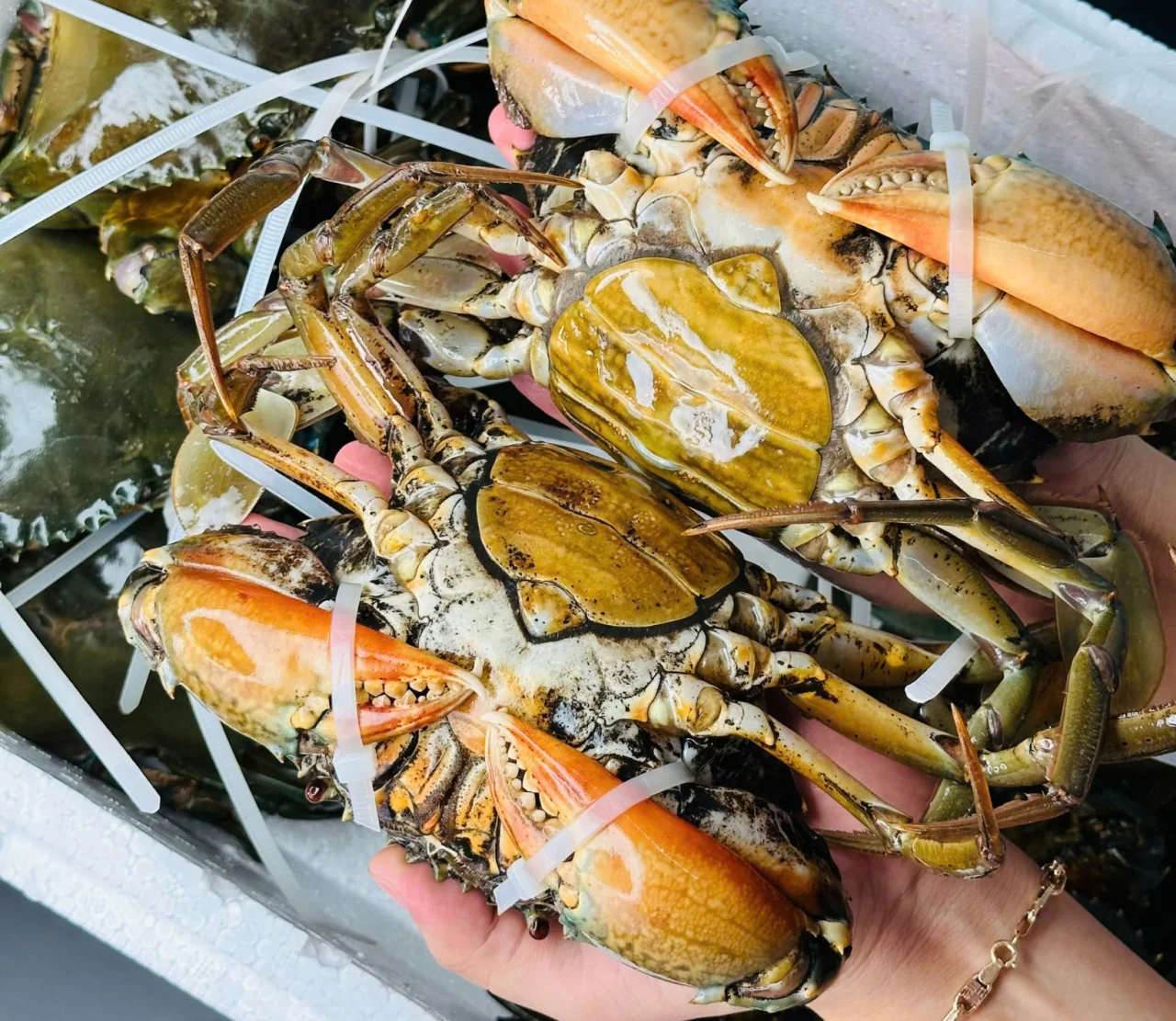 5 L&yacute; Do N&ecirc;n Chọn Cua Ngon Để Mua Cua C&agrave; Mau Tươi Sống Tại TP. HCM