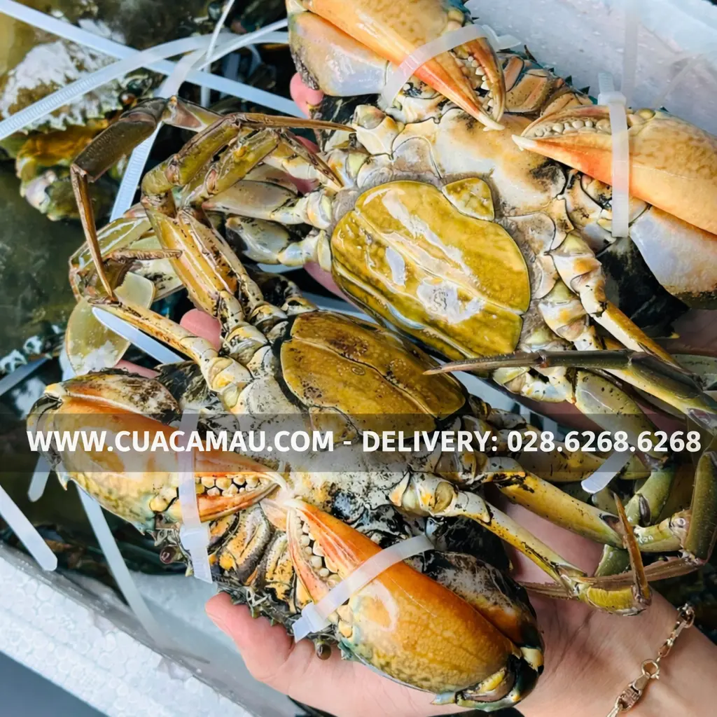 Cua Gạch C&agrave; Mau v&agrave; những m&oacute;n ngon nổi tiếng thế giới | Cua Ngon