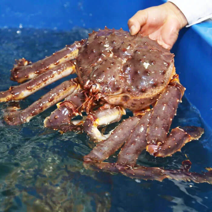 Ảnh minh họa: So Sánh Độ Ngon Giữa Cua Cà Mau Và King Crab: Hương Vị Nào Thực Sự Chinh Phục Thực Khách?