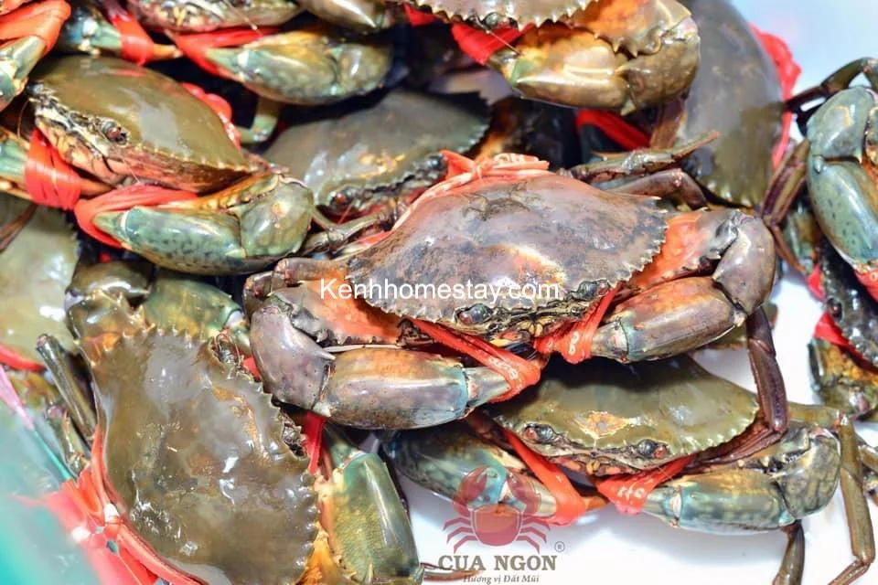 Cua tươi sống buộc c&agrave;ng bằng d&acirc;y đỏ