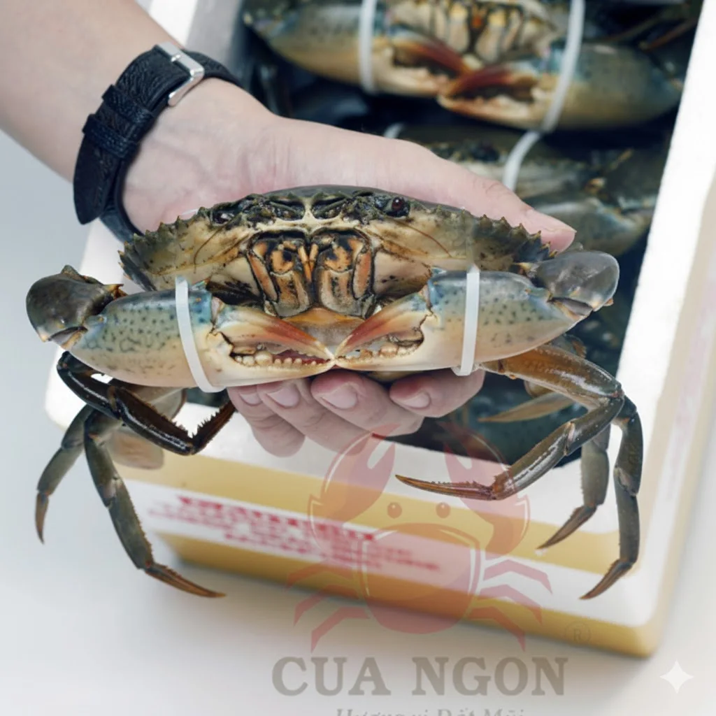 Nghệ Thuật Bảo Quản Cua C&agrave; Mau Tươi Sống Khi Đi Xa: Giữ Trọn Độ Khỏe V&agrave; Thịt Chắc