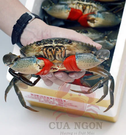 Hướng dẫn cách xếp cua Năm Căn vào thùng xốp để bảo quản tươi lâu
