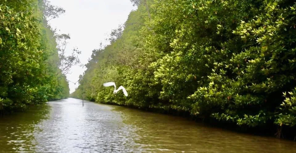Cua C&agrave; Mau Từ A-Z: B&aacute;ch Khoa To&agrave;n Thư Về Đệ Nhất Đặc Sản Việt