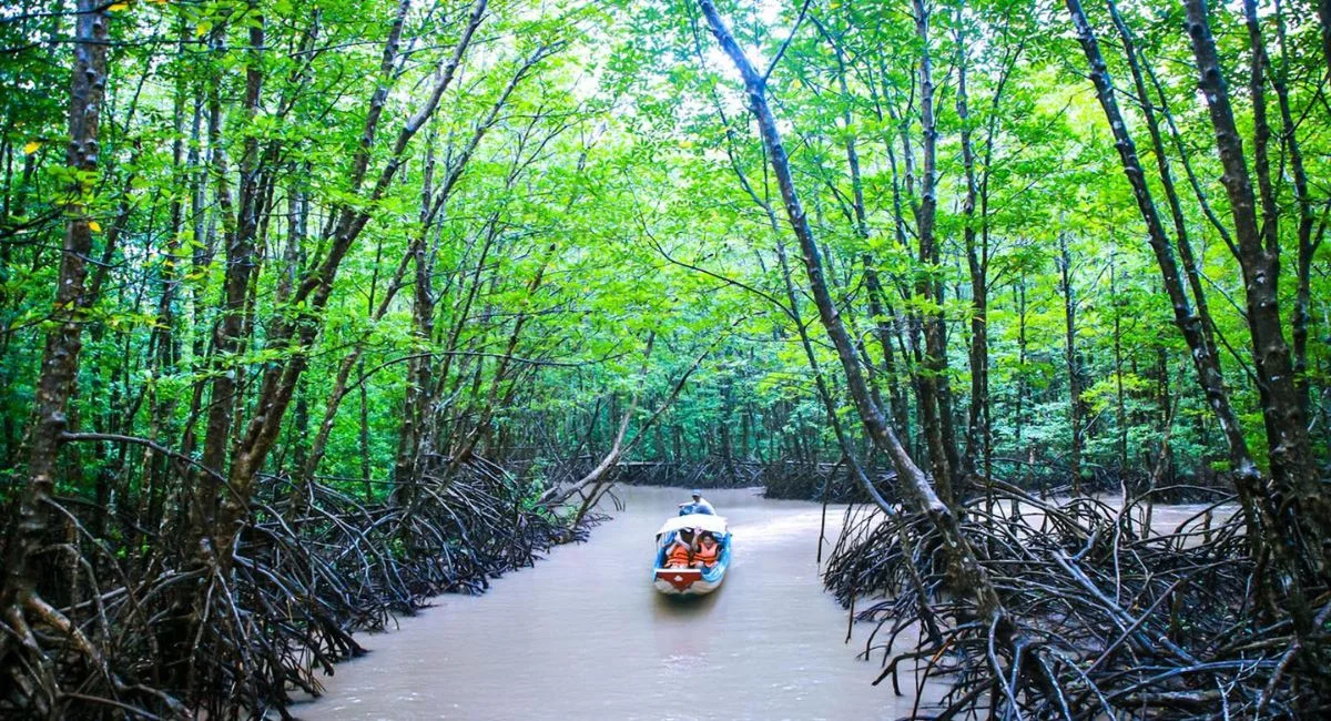 Ảnh minh họa: Hành Trình Thưởng Thức Cua Ngay Tại Đất Mũi: Ăn Cua Năm Căn Giữa Rừng Đước Xanh Ngát