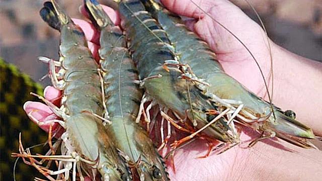 H&agrave;nh Tr&igrave;nh Nu&ocirc;i T&ocirc;m C&agrave; Mau: Từ Thời Ho&agrave;ng Kim Đến Tương Lai Bền Vững